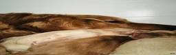 Golden Retriever dogs for sale: Green Boy - Ad 9