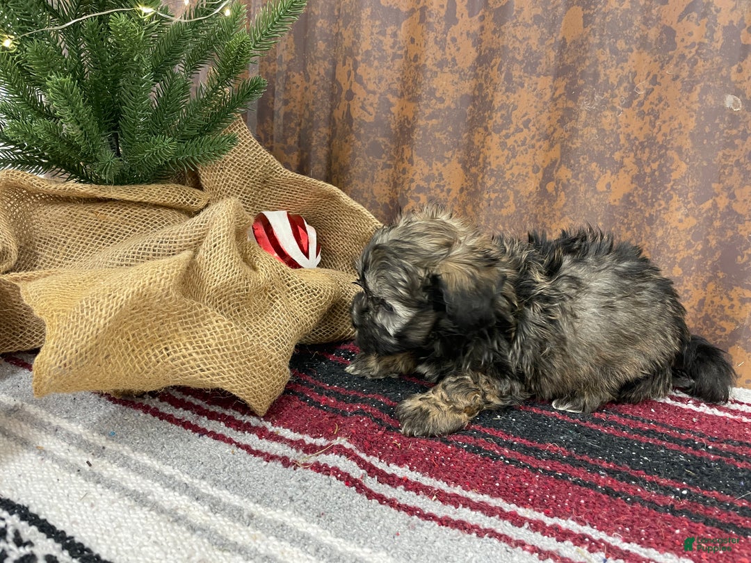 Shihpoo dogs for sale: Copper  - Ad 8