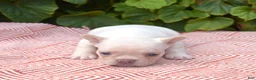 French Bulldog dogs for sale: Casper - Ad 6