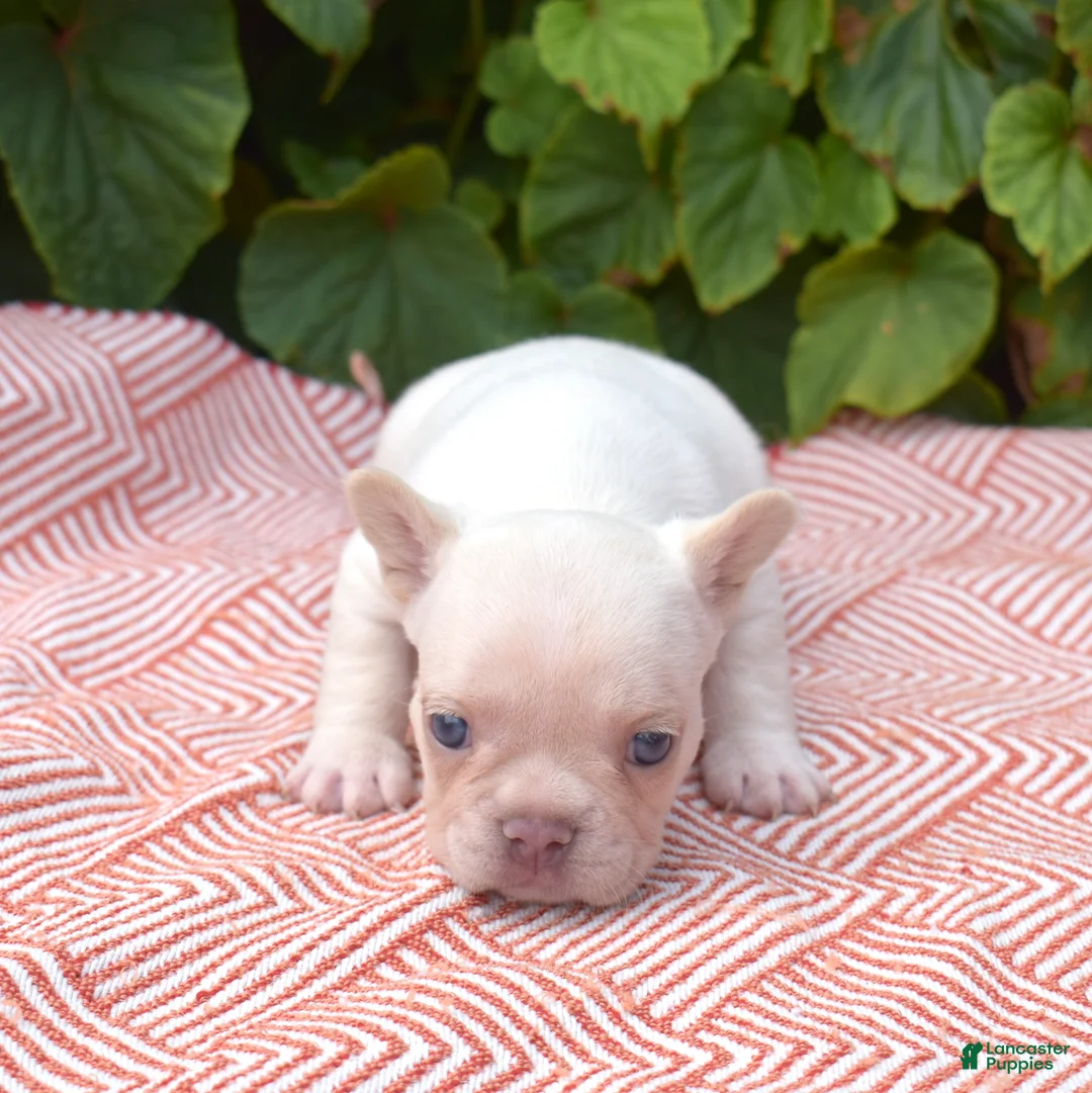 French Bulldog dogs for sale: Casper - Ad 6