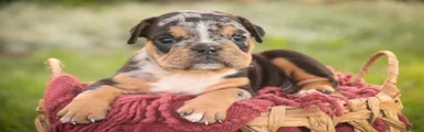 Savannah English Bulldog 