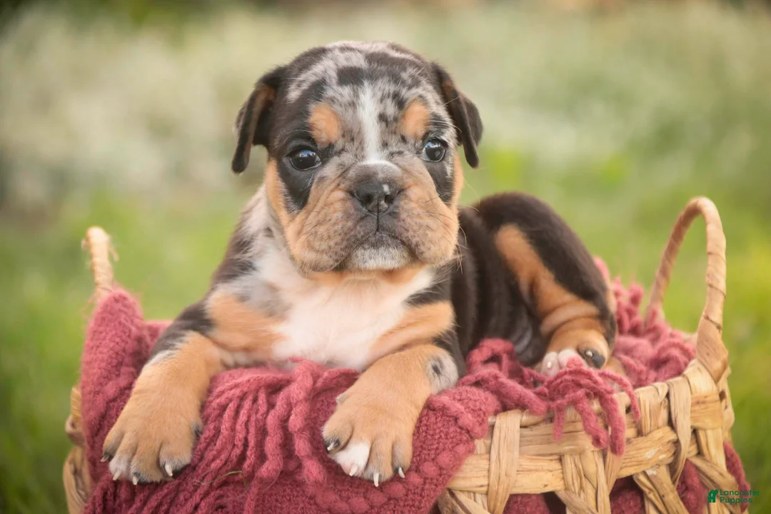 English Bulldog dogs for sale: Savannah English Bulldog  - Ad 1