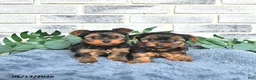 Yorkshire Terrier dogs for sale: Vivi - Ad 5