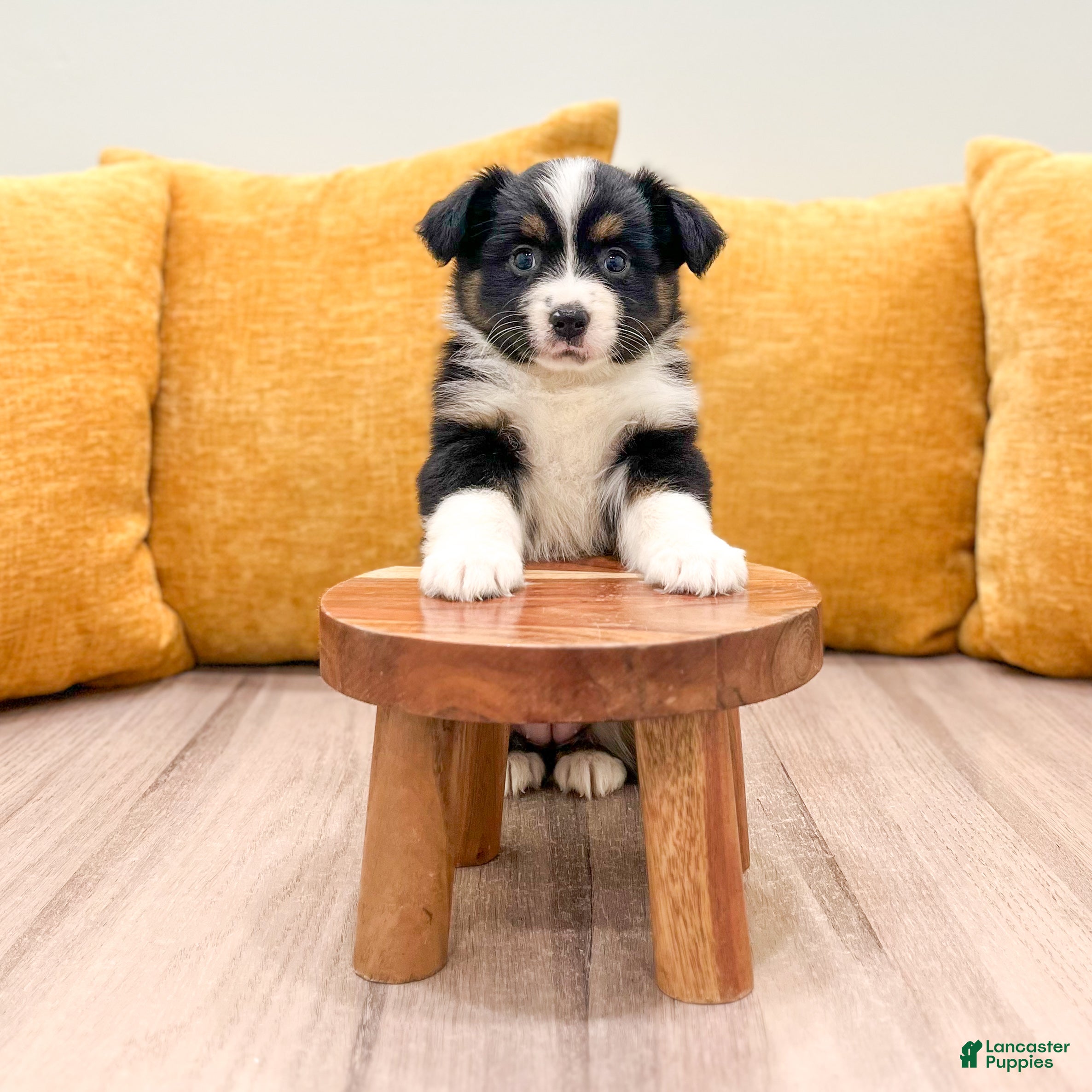 Miniature Australian Shepherd dogs Daisy - Ad 2