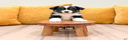 Miniature Australian Shepherd dogs for sale: Daisy - Ad 2