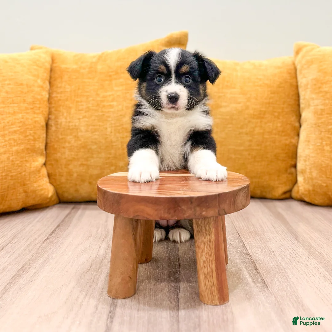 Miniature Australian Shepherd dogs for sale: Daisy - Ad 2
