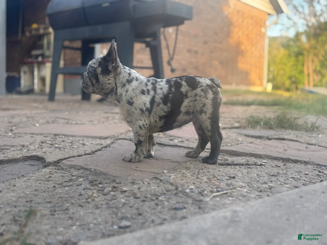 French Bulldog dogs for sale: French Bulldog 1 - Ad 2