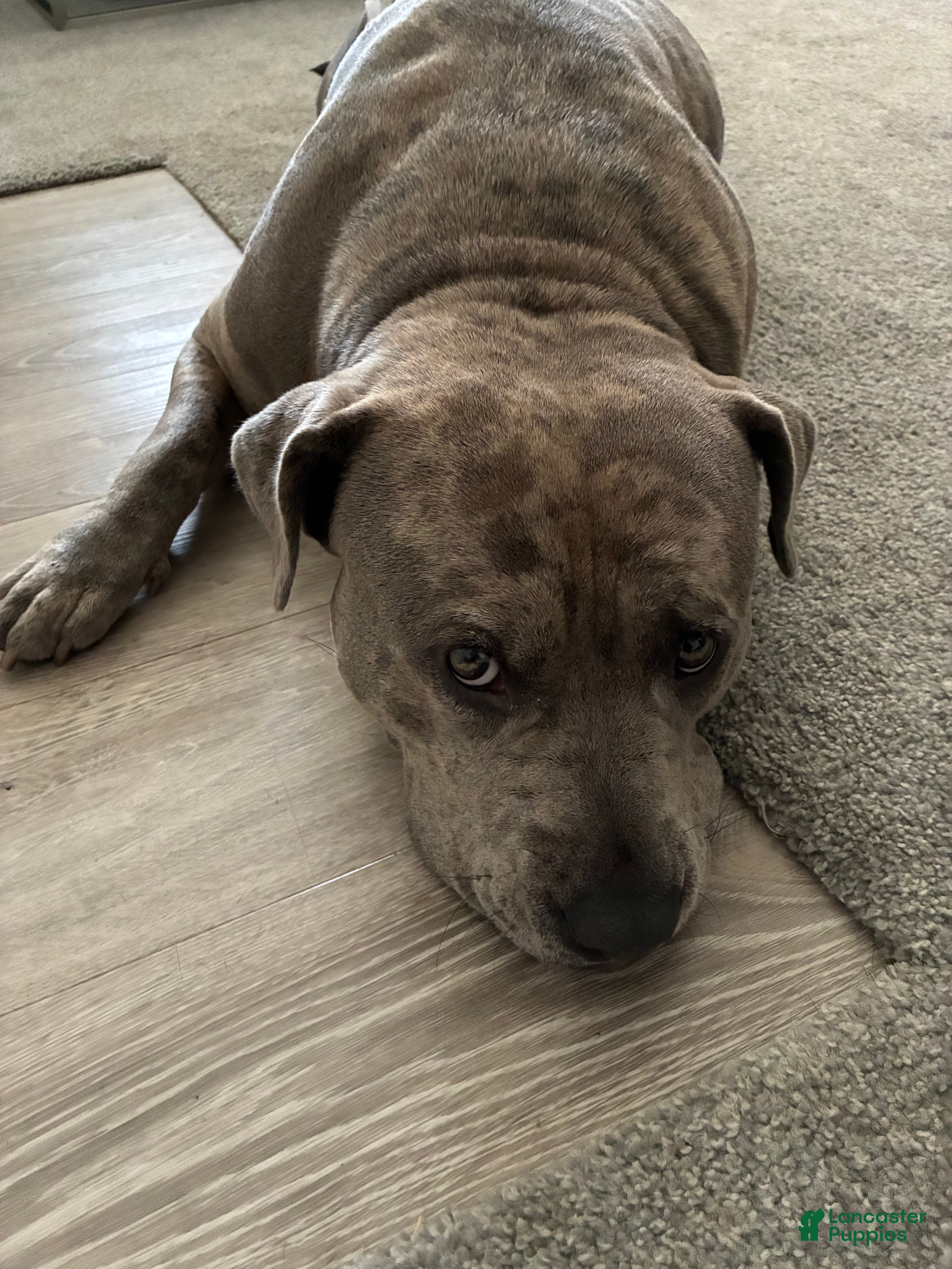 American Bully dogs American Bully 1 - Ad 33
