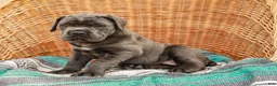 Cane Corso dogs for sale: Alaska (Champion Bloodline) - Ad 4