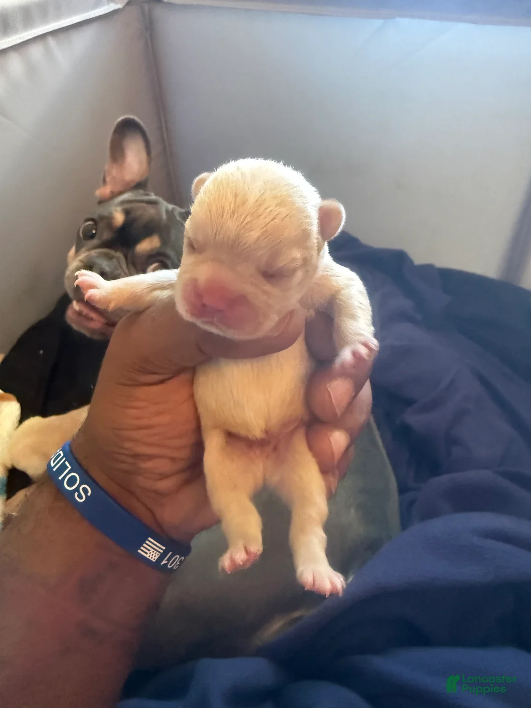 French Bulldog dogs for sale: French Bulldog 3 - Ad 2