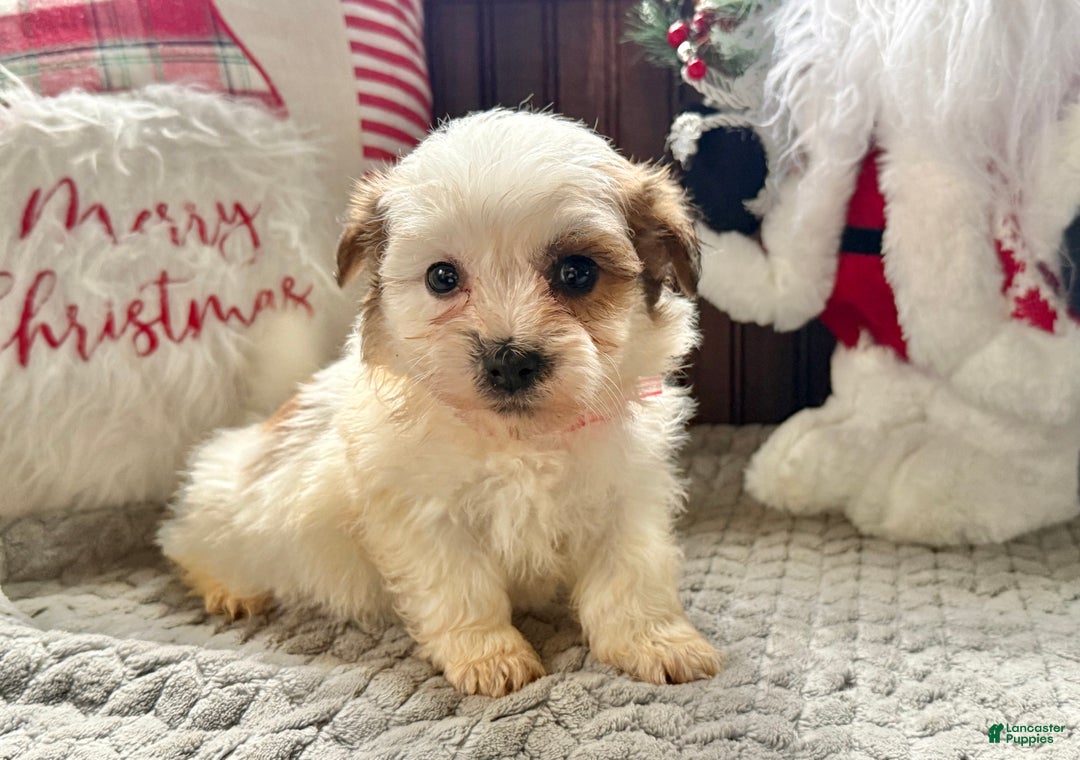 Teddy Bear dogs for sale: Rusty - Ad 2