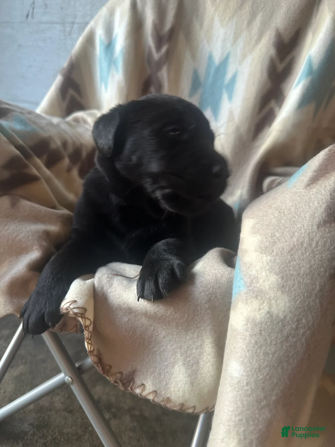 Labrador Retriever dogs for sale: Gunner  - Ad 2