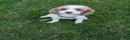 Cavapoo dogs for sale: Pondo (male Cavapoo) - Ad 3