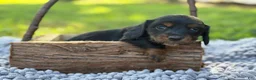Miniature Dachshund dogs for sale: Black girl - Ad 7