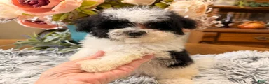 Maltipoo 3