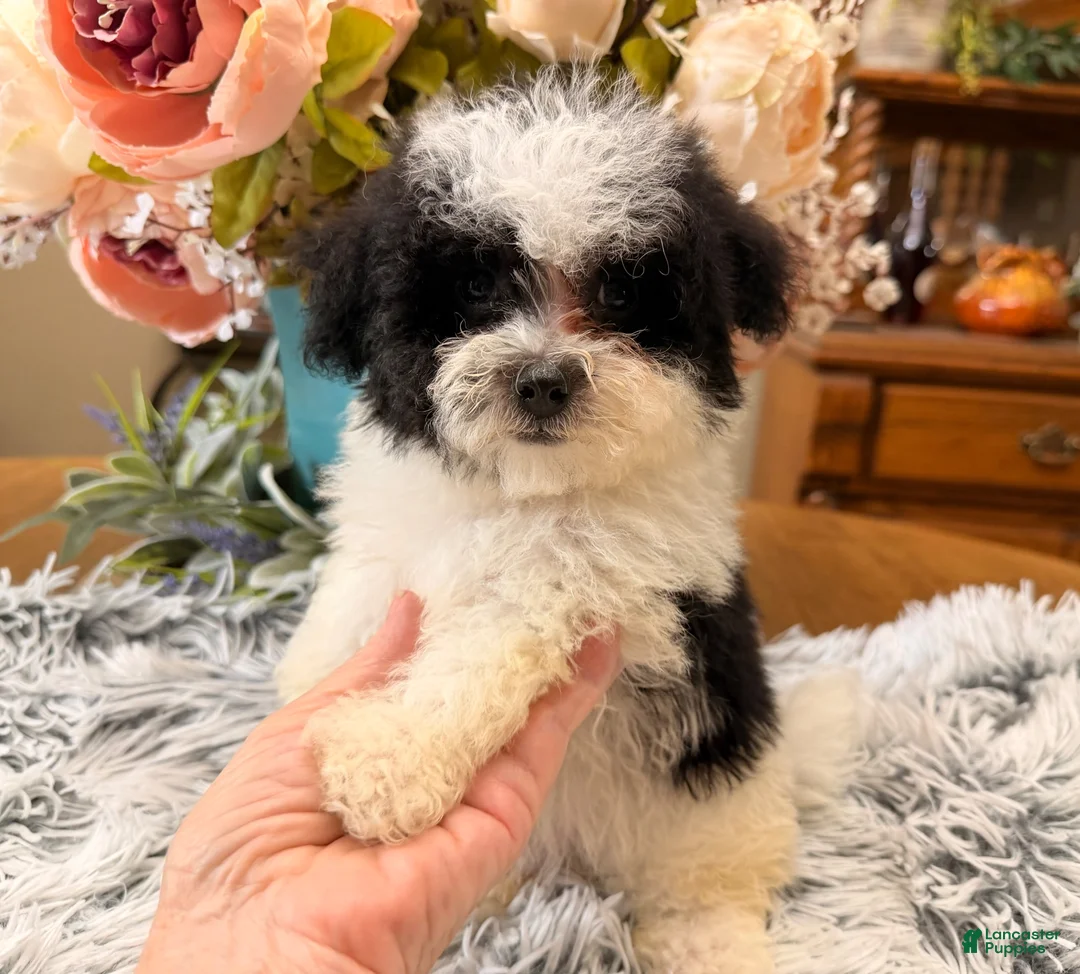Maltipoo dogs for sale: Maltipoo 3 - Ad 1