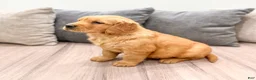 Golden Retriever dogs for sale: Hanna - Ad 7