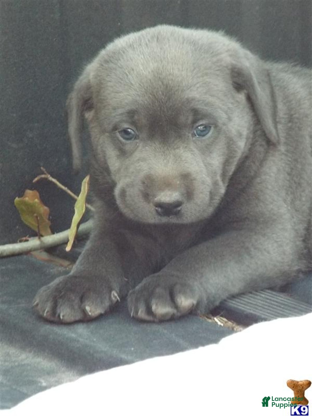 Labrador Retriever dogs for sale: Labrador Retriever Puppy 5 - Ad 31