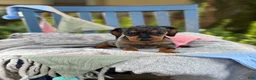 Miniature Dachshund dogs for sale: Tucker - Ad 4