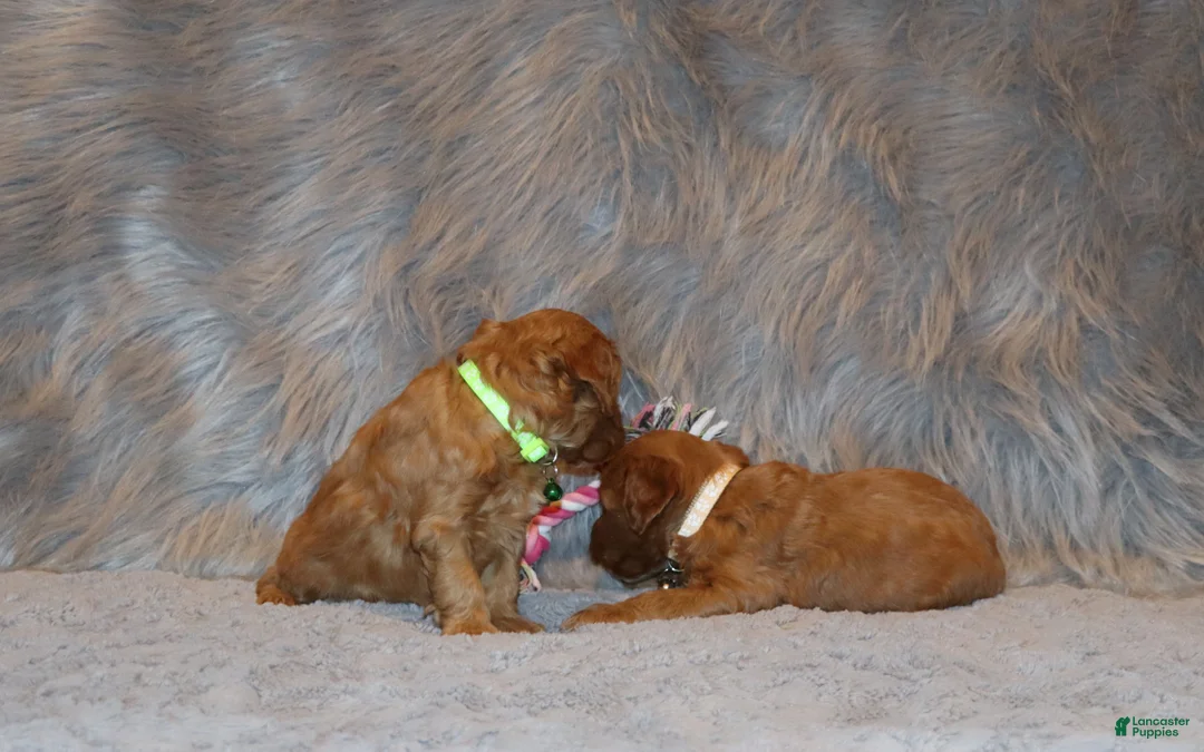 Mini Goldendoodle dogs for sale: Whitney 🌷 Genetic Clear Parents - Ad 30