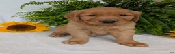 Golden Retriever dogs for sale: Buddy  - Ad 6