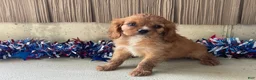 Cavalier King Charles Spaniel dogs for sale: Hunter Cavalier King Charles Spaniel  - Ad 10