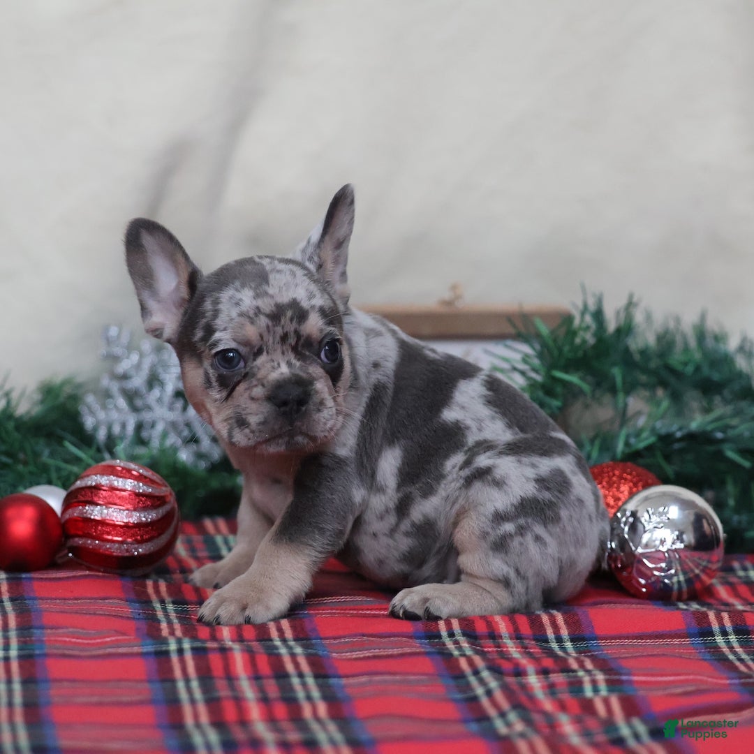 French Bulldog dogs for sale: Alex - Ad 1