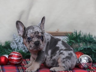 French Bulldog dogs Alex - Ad 42
