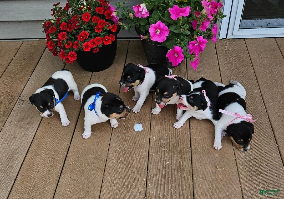 Rat Terrier dogs for sale: Leah - Ad 3