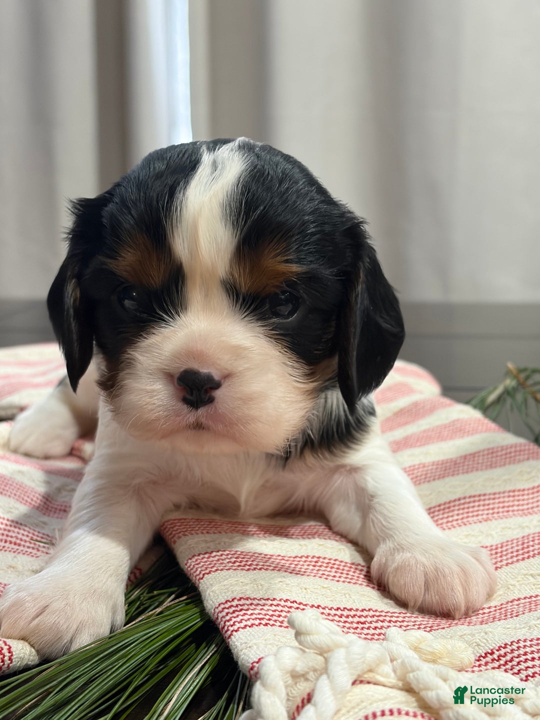Cavalier King Charles Spaniel dogs for sale: Charlie - Ad 5