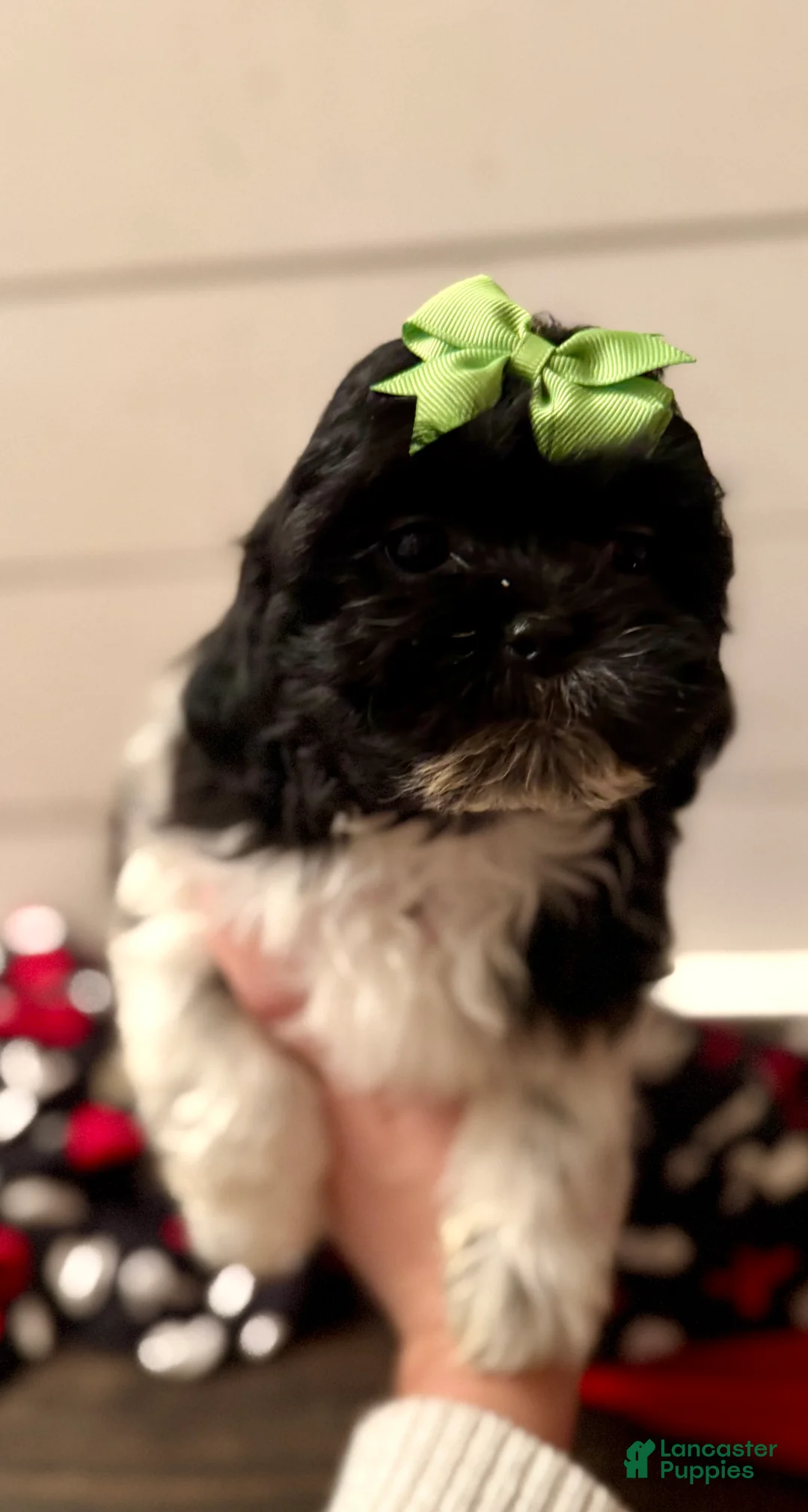 Shihpoo dogs for sale: Elphi - Ad 20