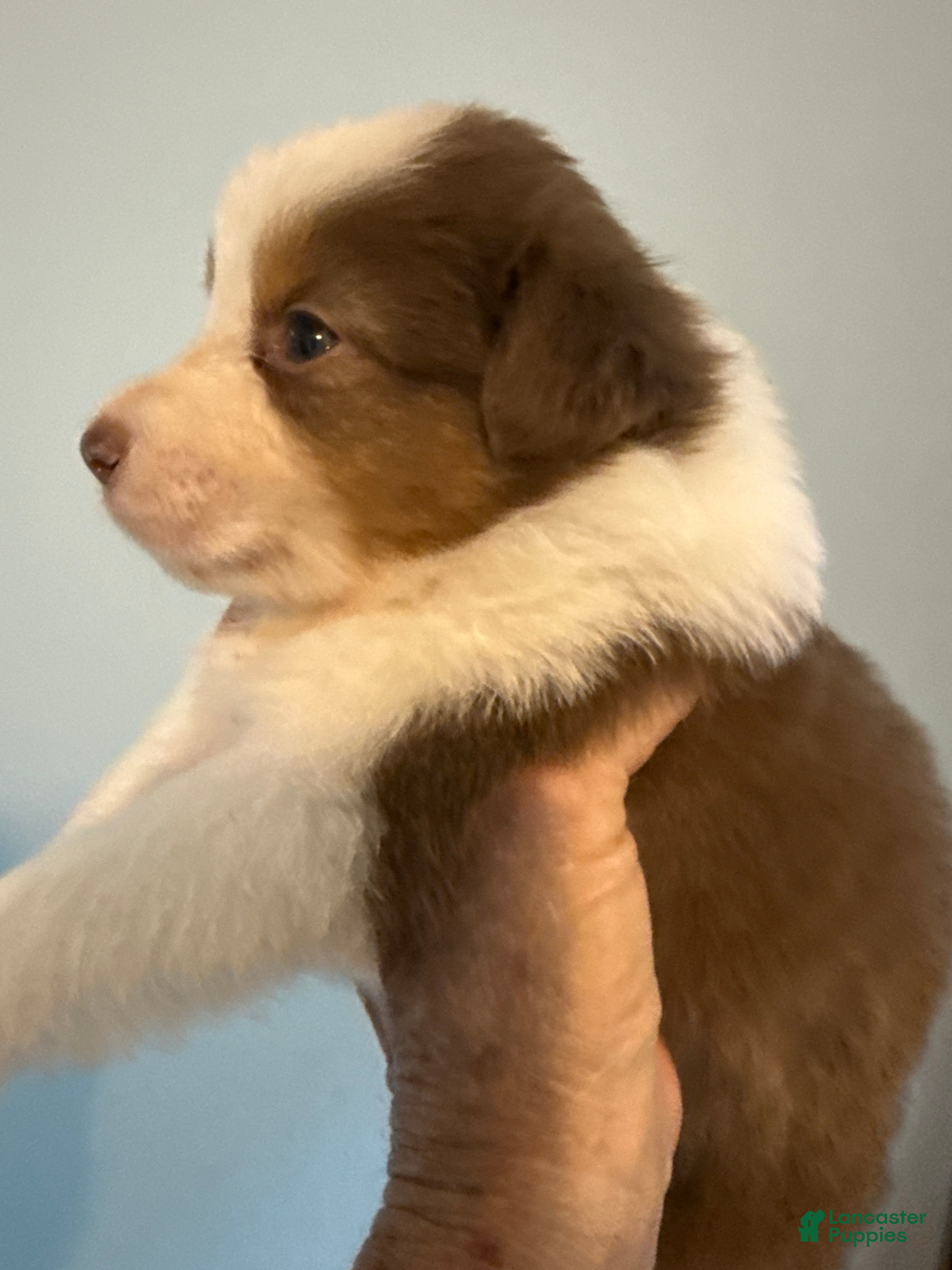 Australian Shepherd dogs Australian Shepherd Puppy 6 - Ad 2
