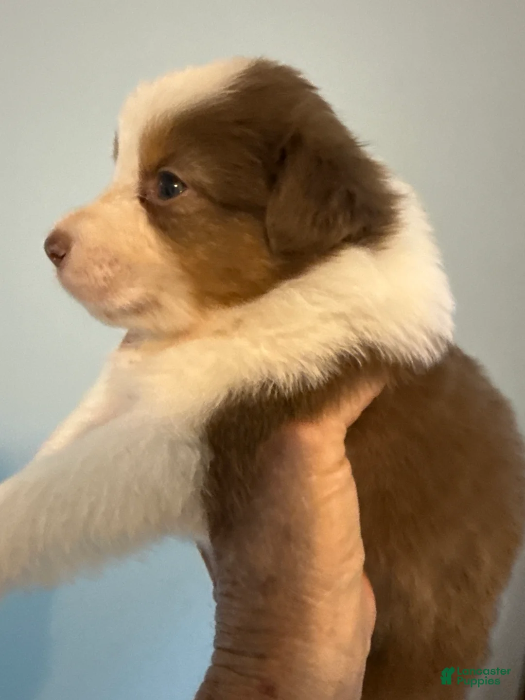 Australian Shepherd dogs for sale: Australian Shepherd Puppy 6 - Ad 1