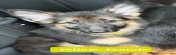 German Shepherd dogs for sale: Yellow - Ad 2