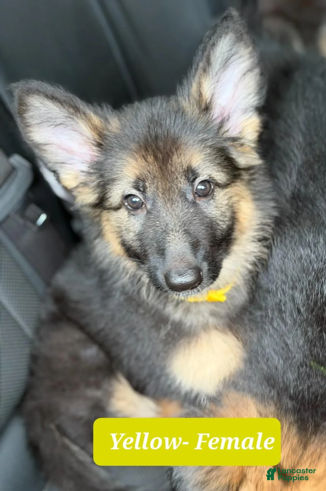 German Shepherd dogs for sale: Yellow - Ad 2