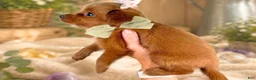 Mini Goldendoodle dogs for sale: Roxie - Ad 3