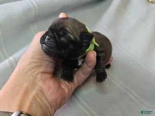 Pug dogs Tiny Dancer - Ad 24