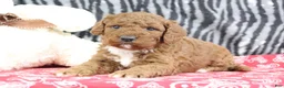 Mini Goldendoodle dogs for sale: Maggie - Ad 4