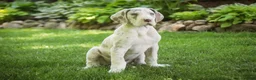 Great Dane dogs for sale: Santiago - Ad 5