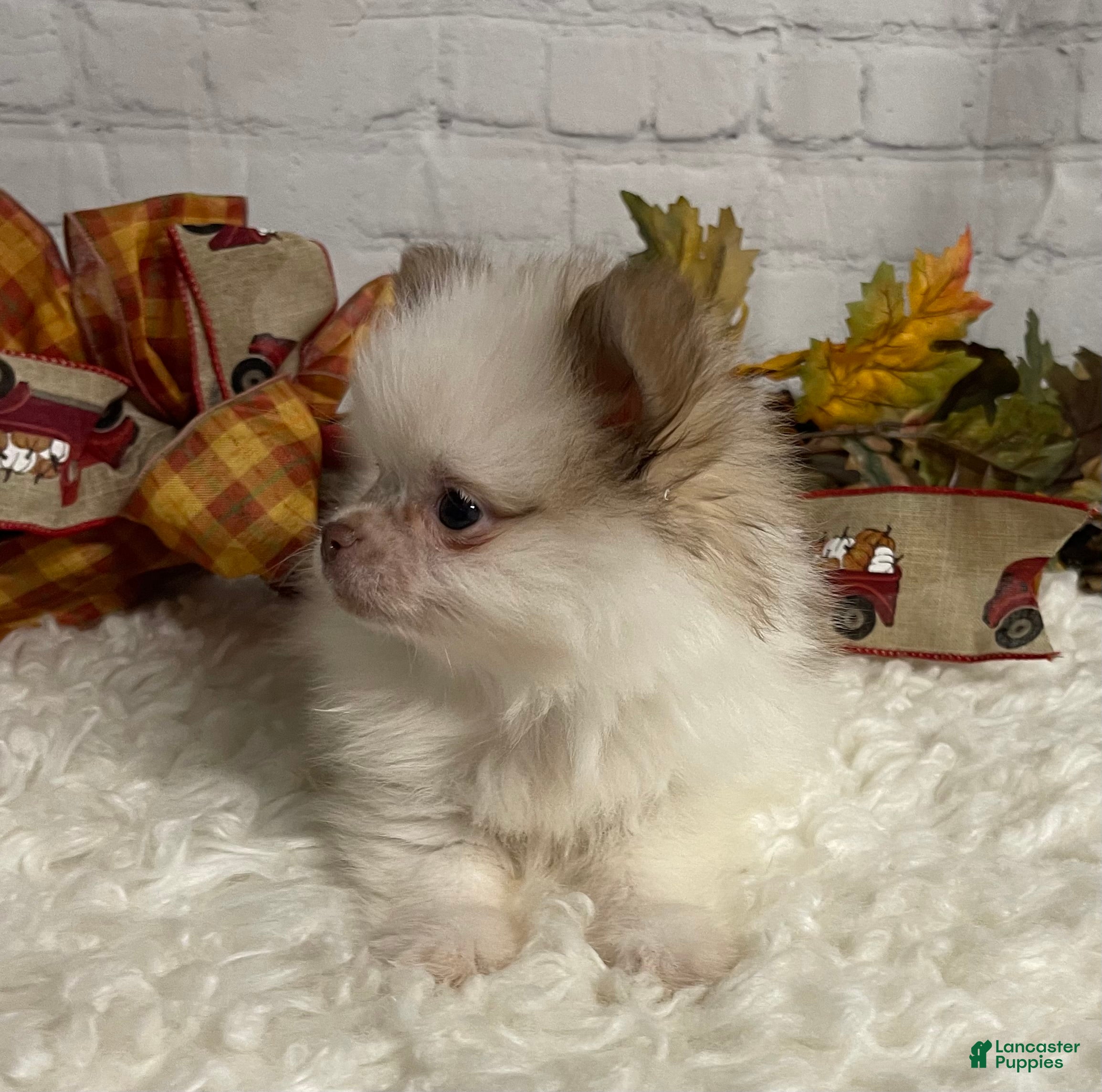 Chihuahua dogs Chihuahua Puppy 1 - Ad 1