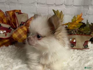 Chihuahua dogs Chihuahua Puppy 1 - Ad 8