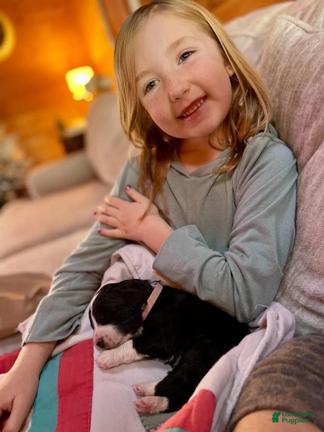 Bernedoodle dogs for sale: Gretchen  - Ad 6