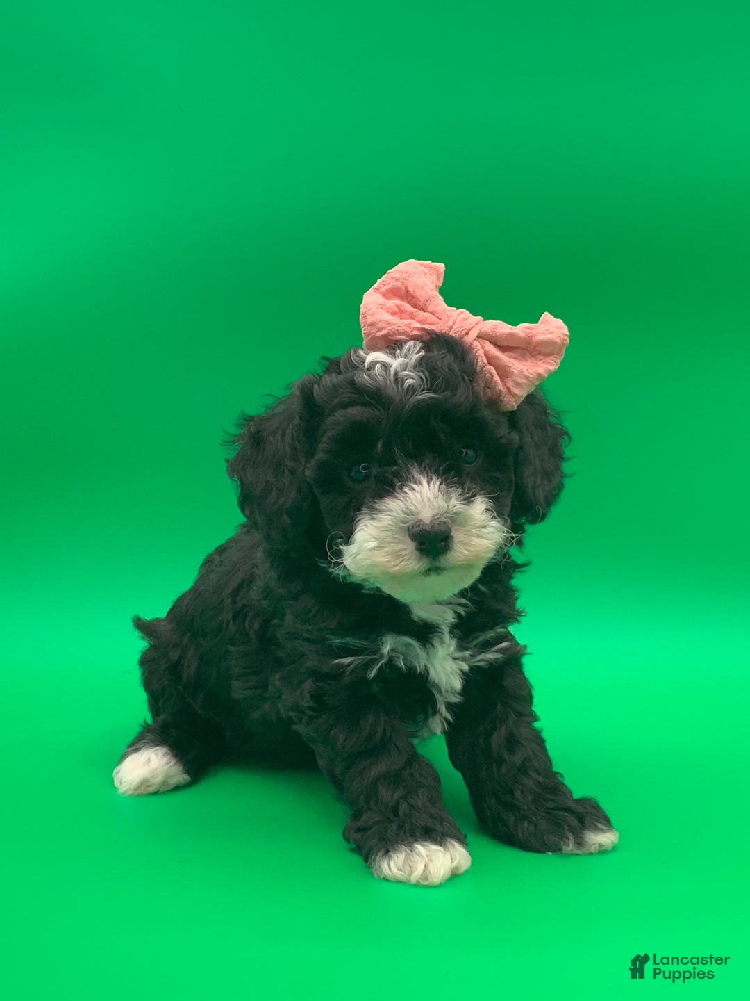 Toy Poodle dogs for sale: betsy - Ad 6