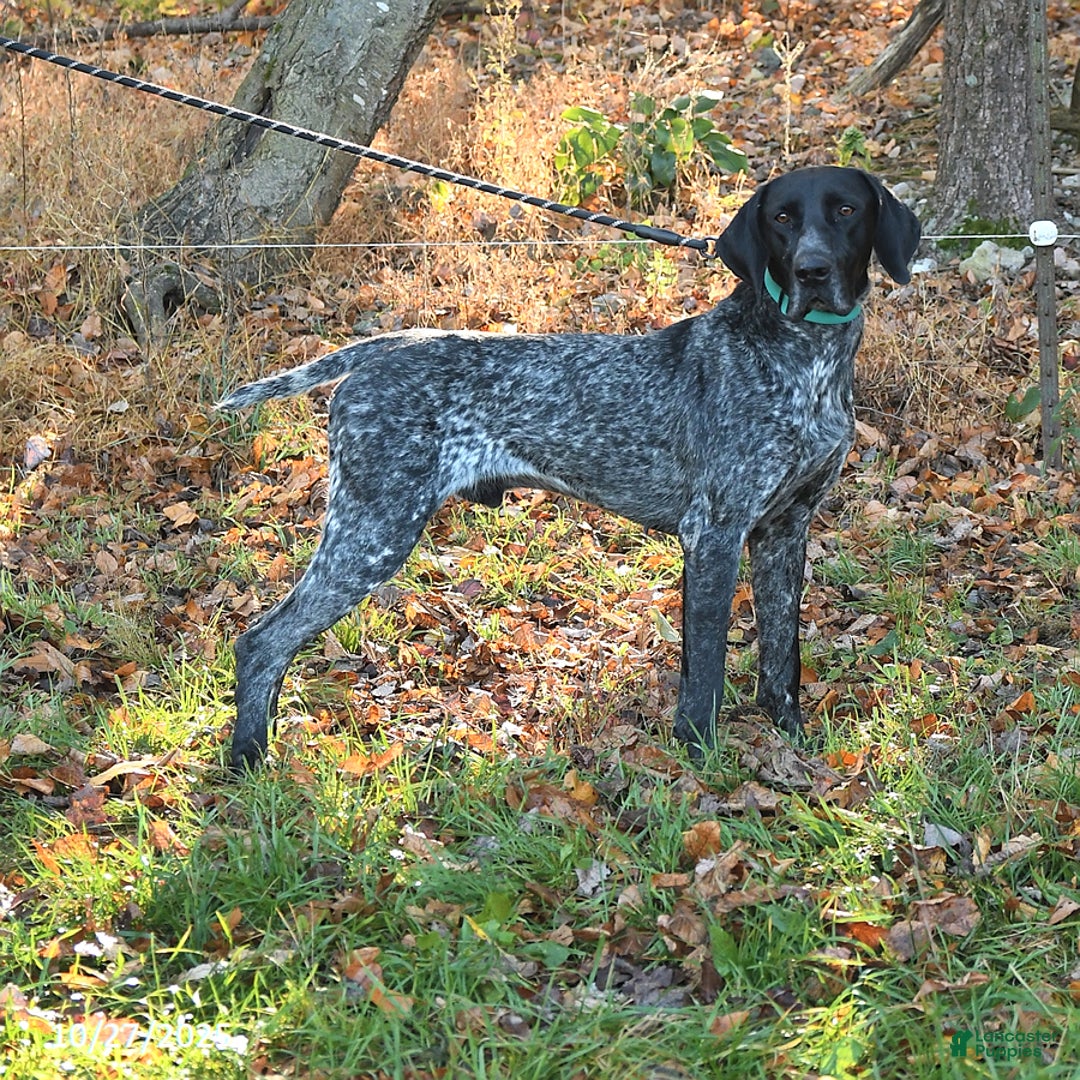 Pointer dogs for sale: Dandy - Ad 5