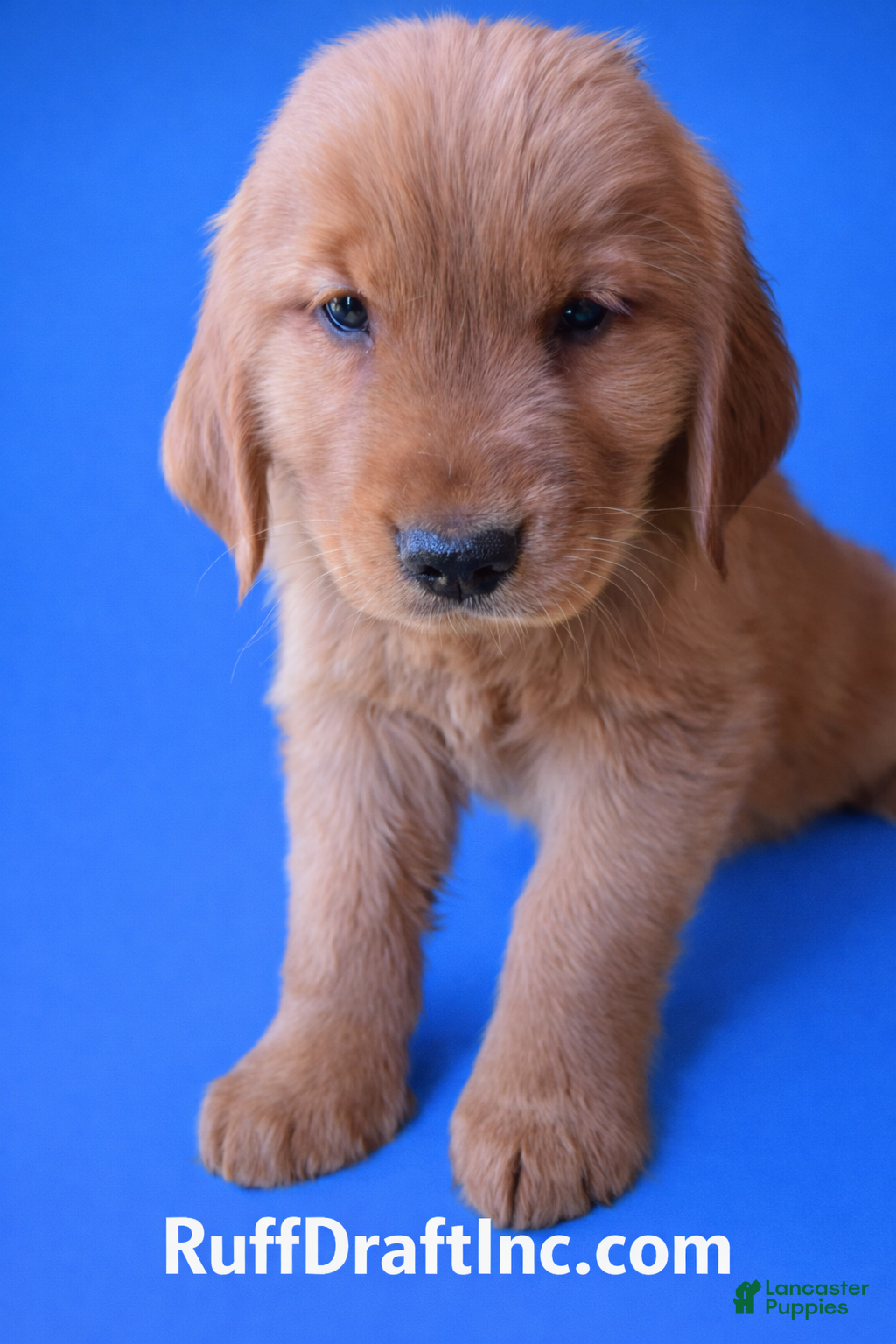 Golden Retriever dogs Luke - Ad 1