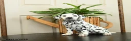 Dalmatian dogs for sale: Kelly - Ad 3