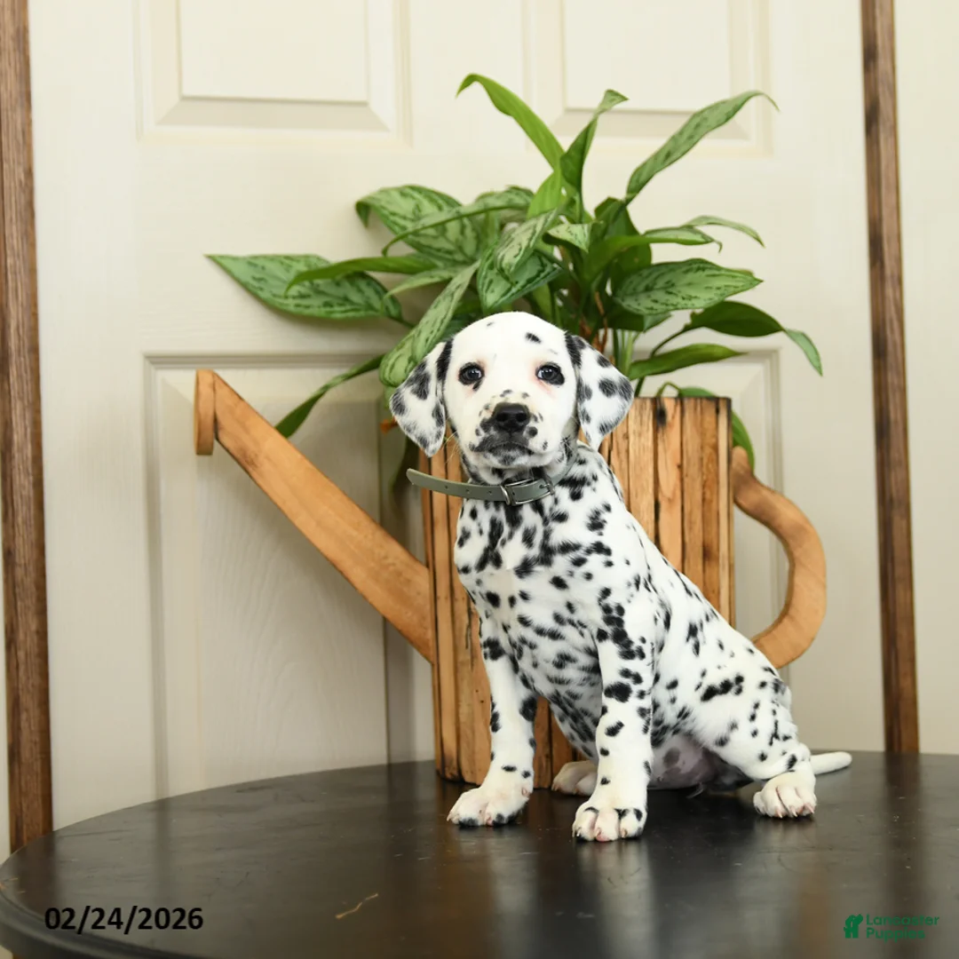 Dalmatian dogs for sale: Kelly - Ad 3