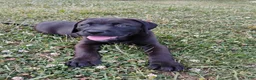 Boxador dogs for sale: Buttercup - Ad 1