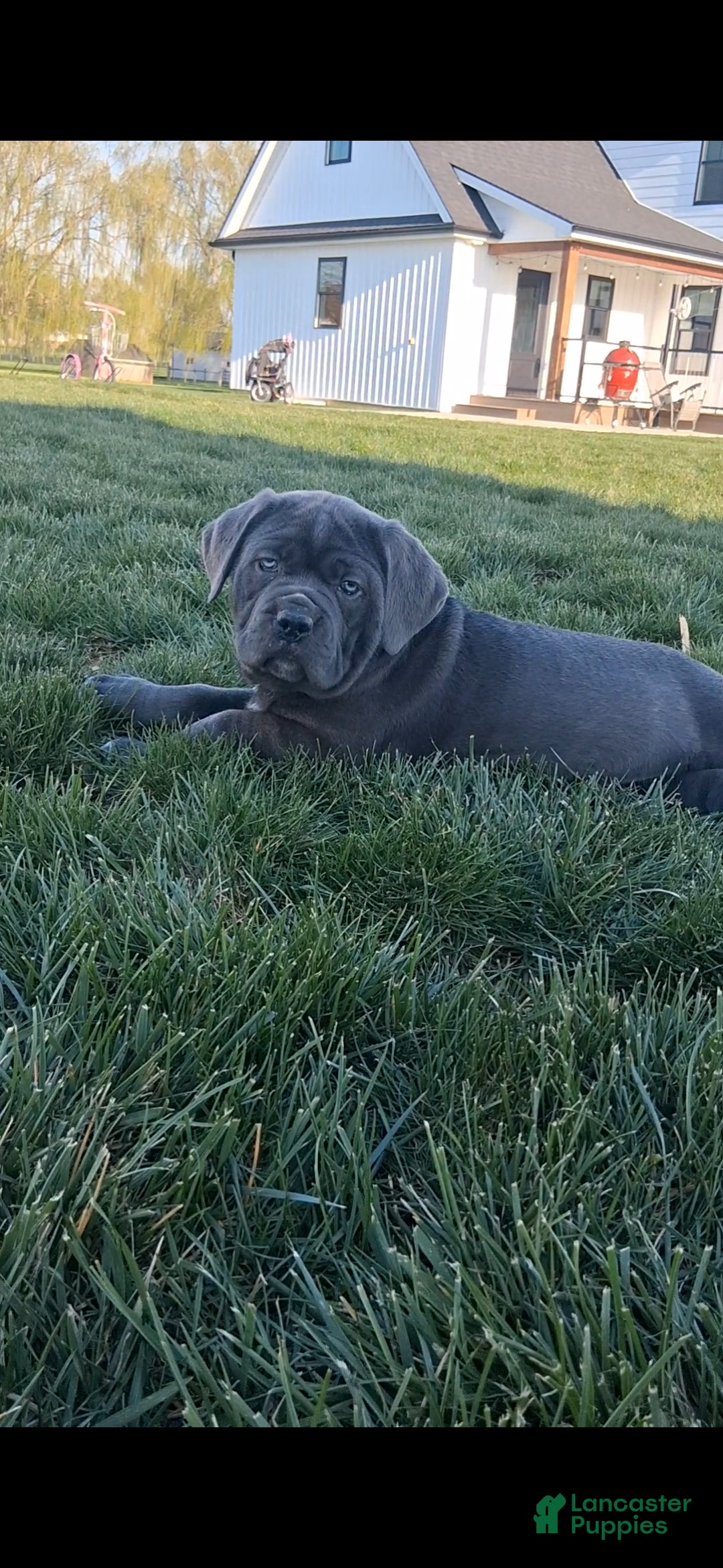 Cane Corso dogs Bella - Ad 2