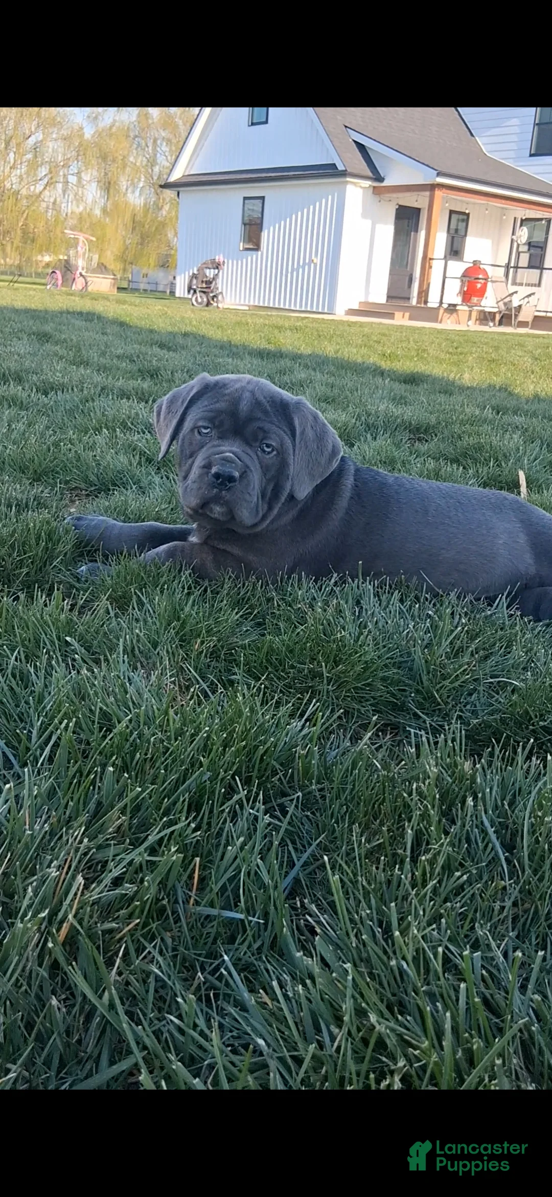 Cane Corso dogs for sale: Bella - Ad 2